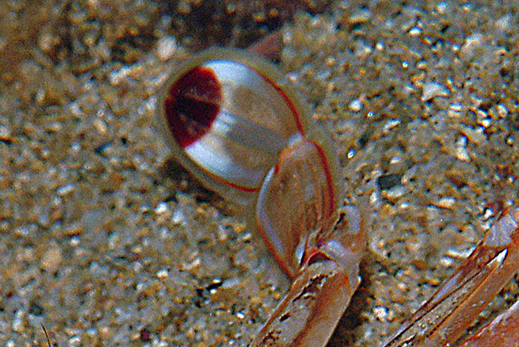 Portunus (Portunus) hastatus  il granchio guerriero!